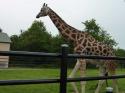 Safari Niagara in Summer 2010 38