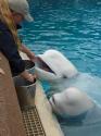 Marineland in June 2011 06