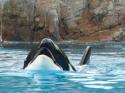 Marineland in June 2011 09