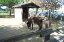 Happy Rolf's Petting Zoo Spring 2003 - 02