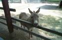 Happy Rolf's Petting Zoo Spring 2003 - 07